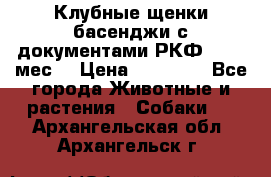 Клубные щенки басенджи с документами РКФ - 2,5 мес. › Цена ­ 20 000 - Все города Животные и растения » Собаки   . Архангельская обл.,Архангельск г.